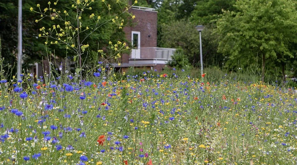 Project Klimaattuin Slotermeer